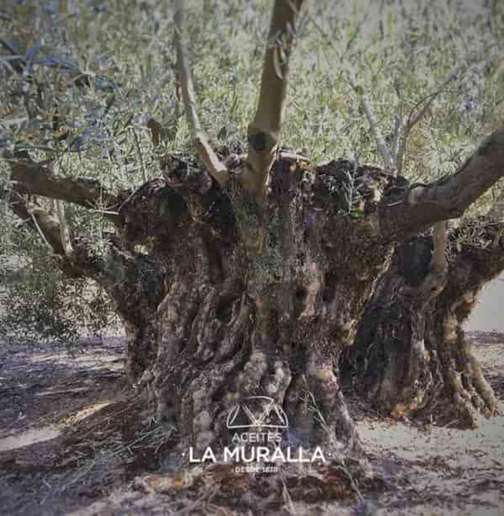 Aceite de Oliva Virgen Extra 5 Litros Cortijo La Muralla